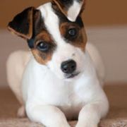 饅头的人肉推土机