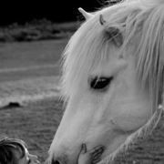 是卿儿不是青儿