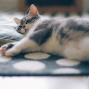 我想要变瘦瘦瘦