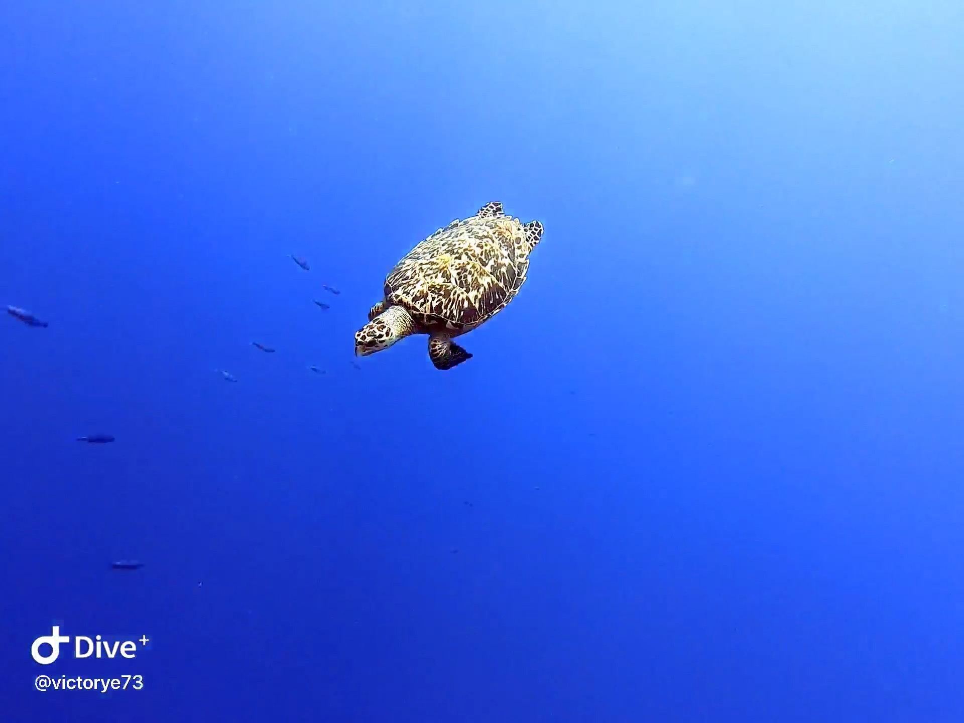 快速下潛的海龟 似乎不用耳压平衡