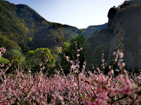 雁荡山灵岩风景区的桃花盛开
