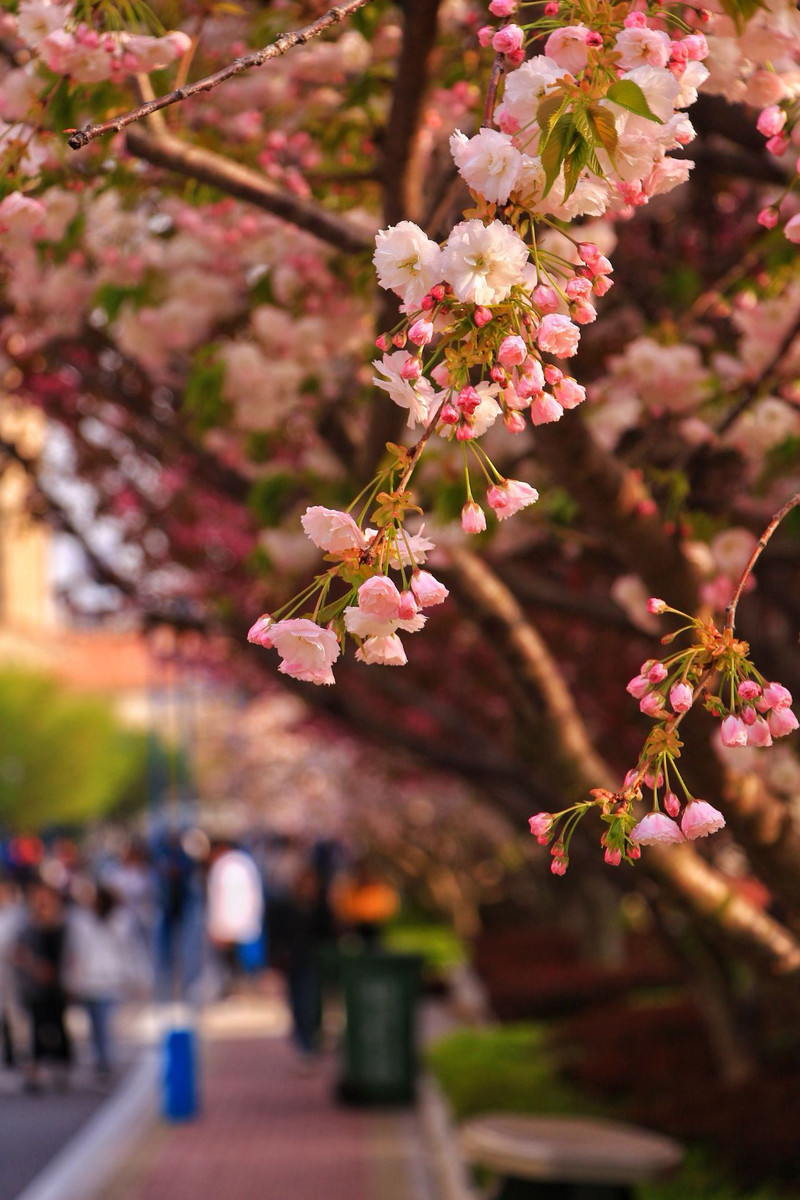 青岛黄海学院的樱花