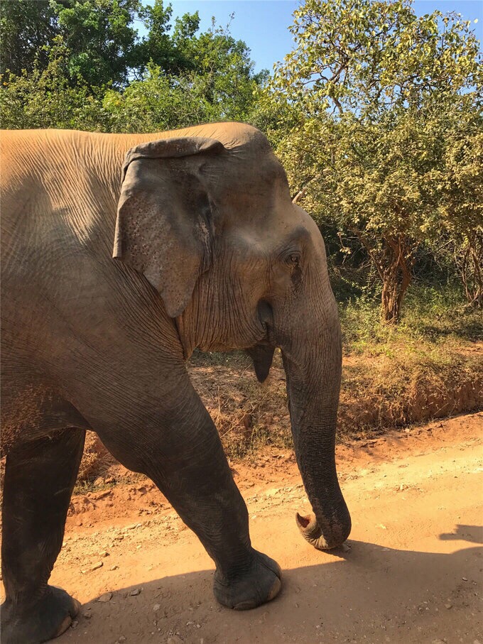 斯里兰卡的雅拉国家公园是一个原生态的野生动物公园，可以乘坐吉普车穿梭在公园里，近距离观看动物，大象就