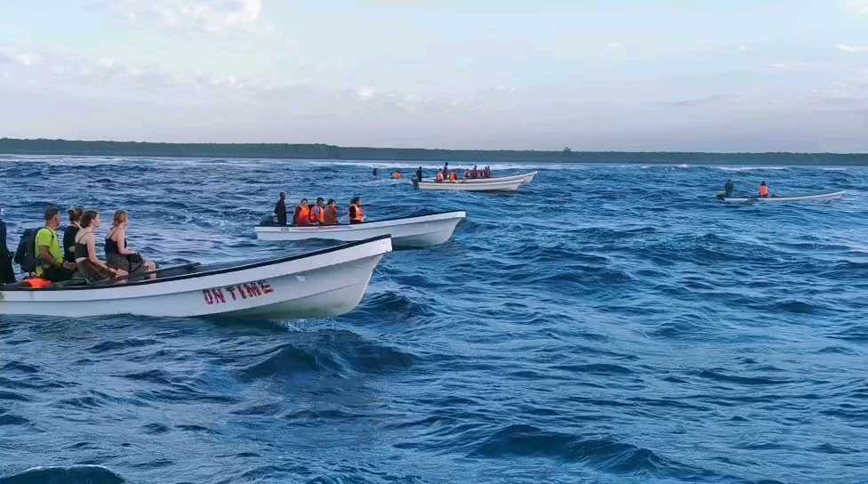 坦桑尼亚桑给巴尔岛出海观海豚🐬