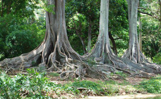 美丽原始的伊甸园 阿勒顿花园是国家植物热带花园的五个成员花园之一。其中有三个花园位于考艾岛（Kaua