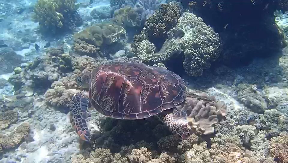 APO岛真是观赏海龟的好地方！好多海龟生活在这里，自由自在地游玩！海龟游泳的姿势太可爱了，我好喜欢！