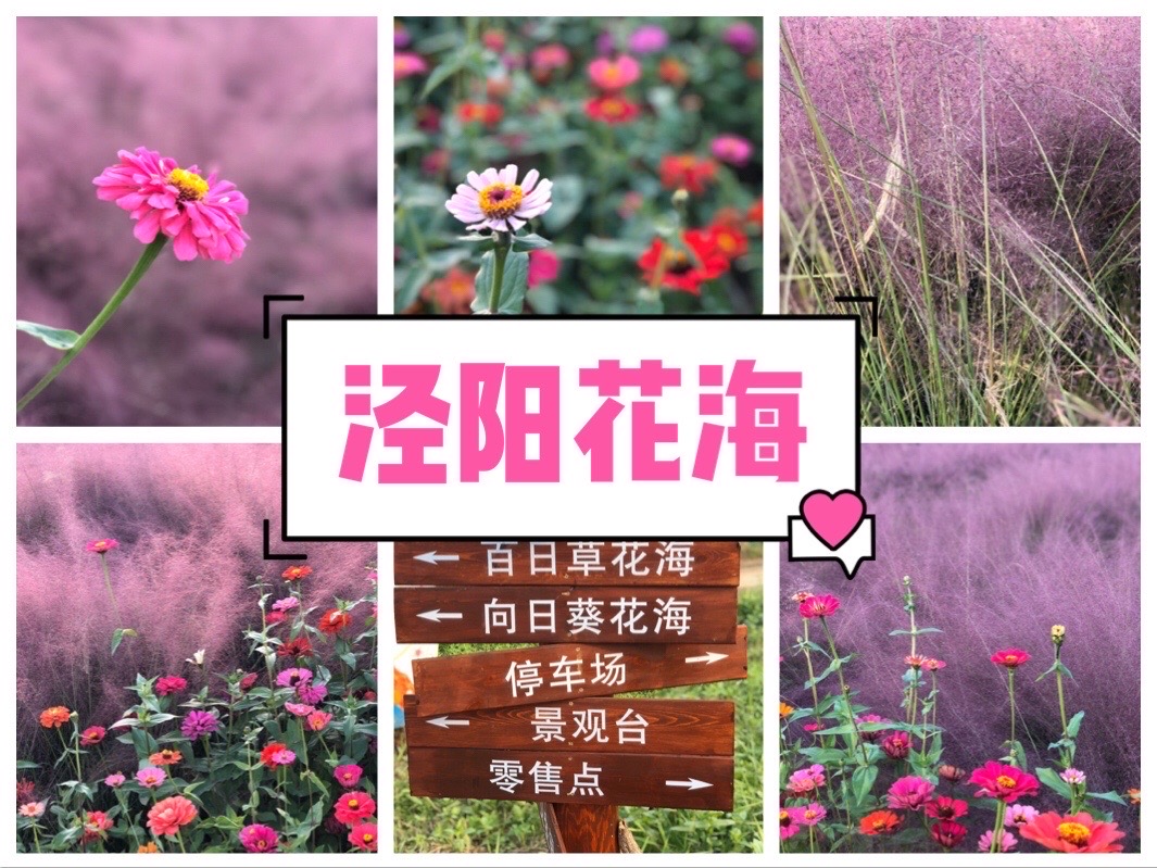 陕西咸阳泾阳县｜泾阳花海  💕近两年，突然不知从哪里飘来一片紫色的旋风，风靡友圈。 💕这就是被称为网