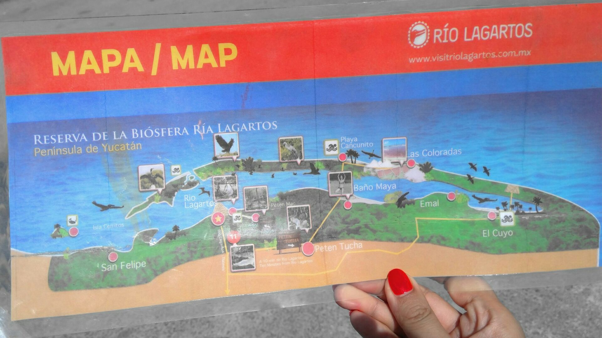 里约拉加尔多的拉加托斯景区是一处沼泽野生动物的乐园。大家可以乘船游览，沿途你会看到鳄鱼，河马，还有成