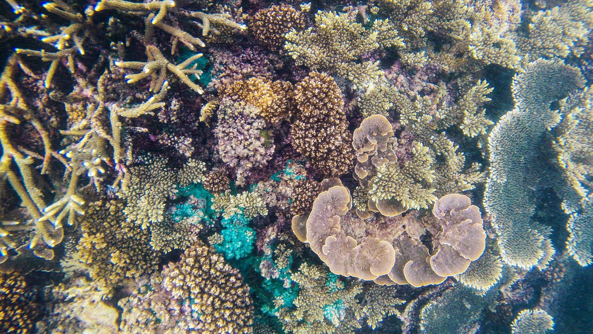 马来西亚纳闽。从大苏鲁干岛出发，到小苏鲁干岛附近海上下海浮潜。那边珊瑚很多，还非常浅，个别地方只有几