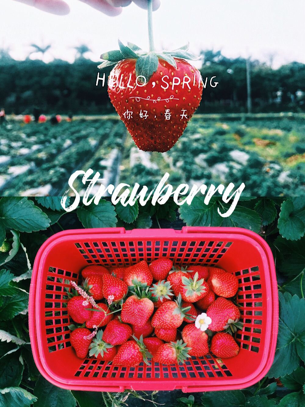 春天周末好去处|最全广州各区🍓草莓园地图攻略 · 春天不不止是姹紫嫣红🌸、拂堤杨柳🌿，吃货的春天还有