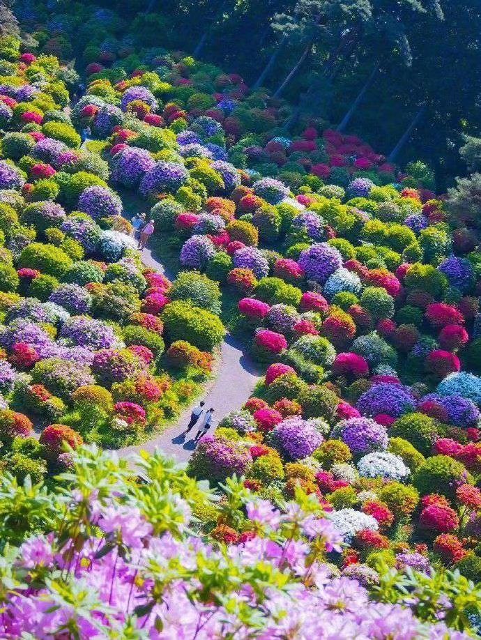 日本盐船观音寺的杜鹃花🌸，视觉效果真的超美了~[哇]