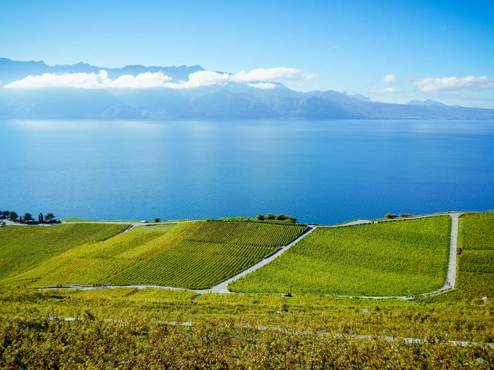 瑞士[地区]旅行 旅行随手拍 在瑞士，拉沃葡萄园不仅有其农业用途，它更是一个知名度颇高的风景区。葡萄