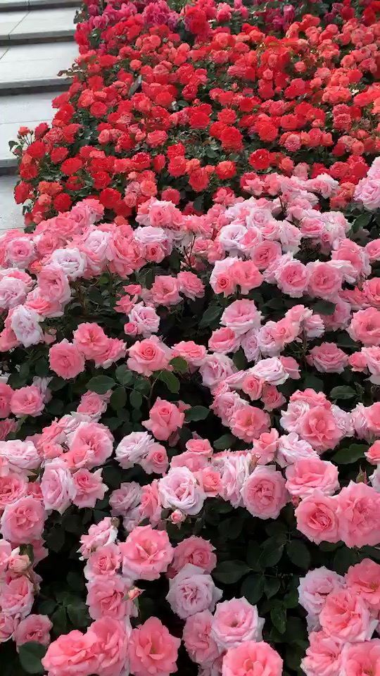 兵库县伊丹市的荒牧玫瑰公园迎来了250多种1万多株玫瑰的鼎盛时期。访问的人们被该市作出全世界受欢迎的