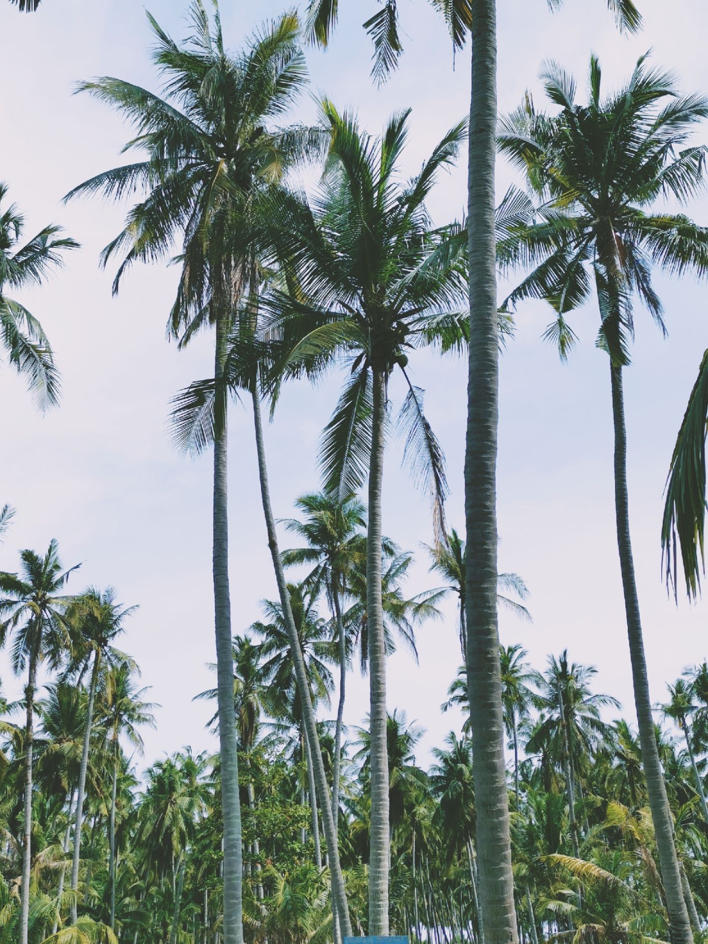 印度尼西亚的楠榜岛，上面的椰子树，真的很漂亮。