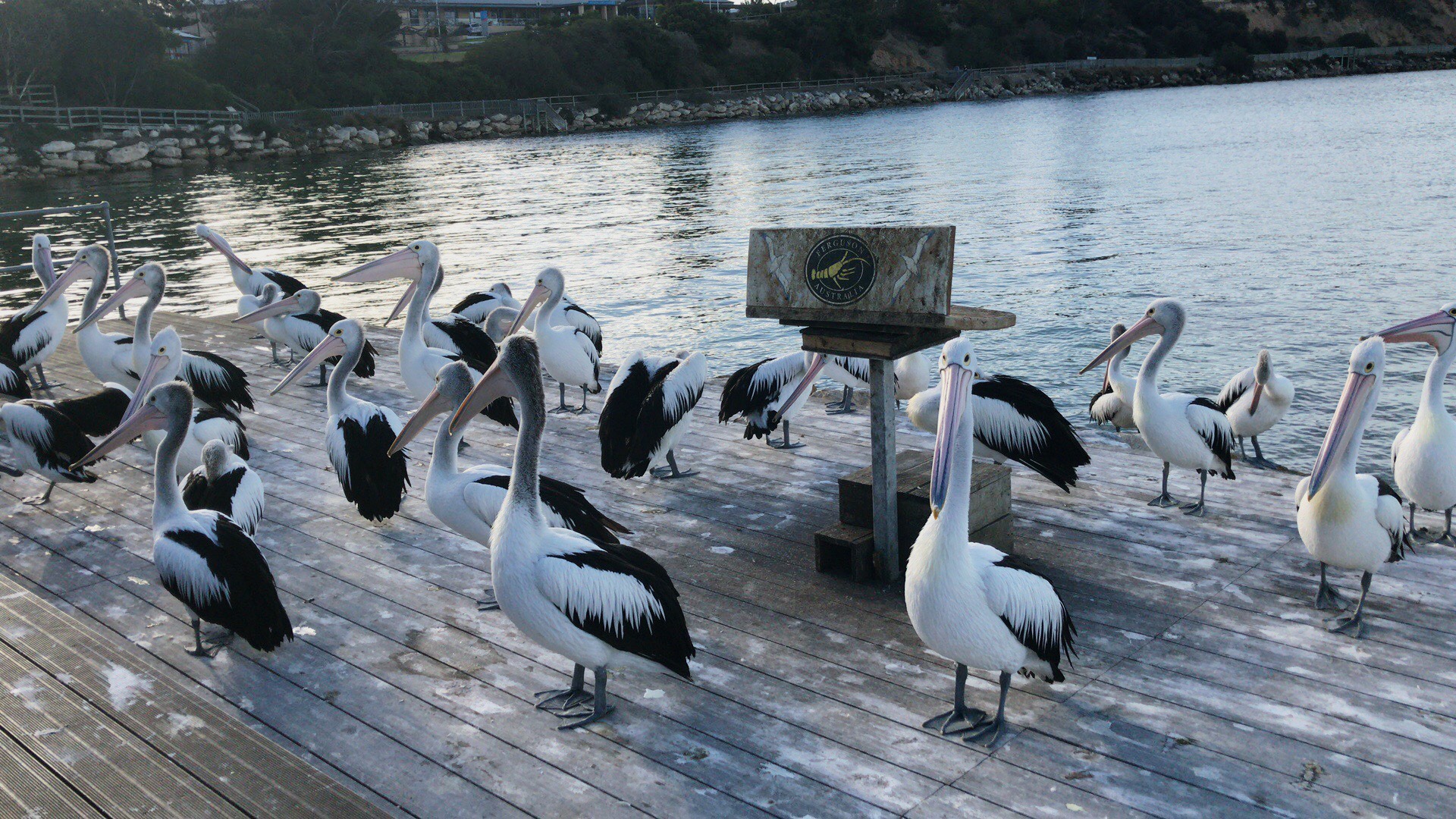 【澳大利亚南澳袋鼠岛】钓鱼🎣还有好多pelican，惬意的生活