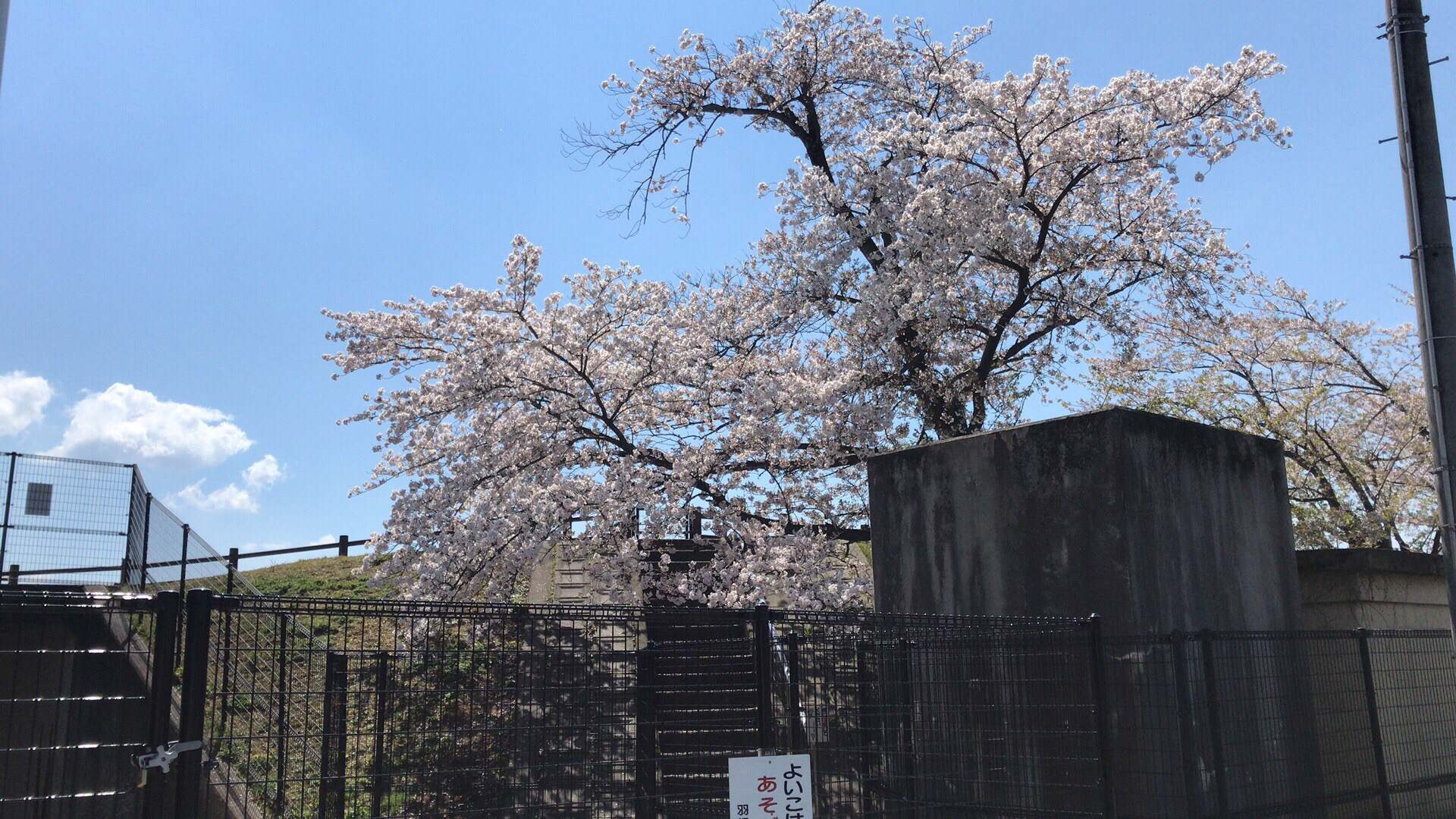 灿烂的樱花很漂亮、赏樱散步很舒服。