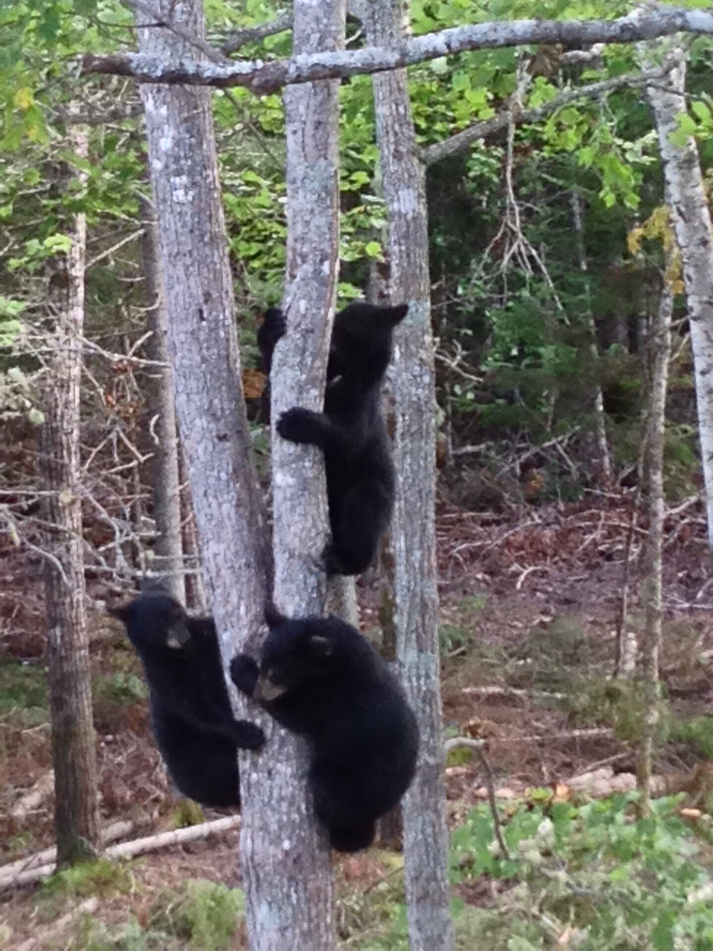 在加拿大纽省内陆地区看野生熊仔。你在当地人的带领下，潜伏在树屋里，看一群群小熊跟着母熊连滚带爬地出来