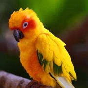 追太阳的杏仁卷