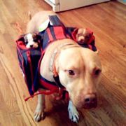 落地尘埃等风来