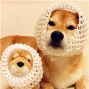 时刻准备出行的小囡