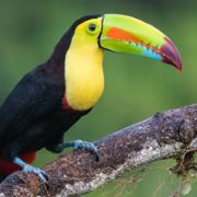 喵星人的多纳圈