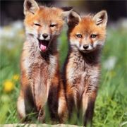 阿阿阿阿阿洋诶