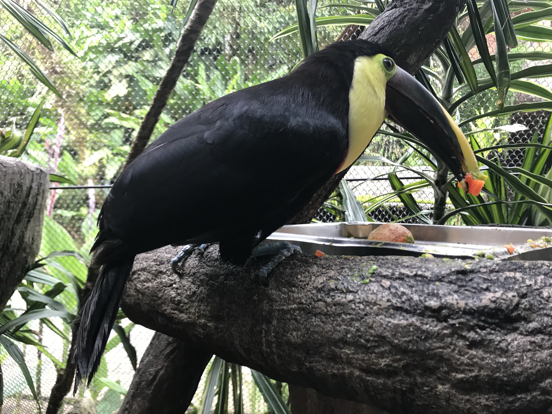 哥斯达黎加🇨🇷的大犀鸟又称大嘴鸟。嘴大喉咙小，吃大一点的食物会噎着！