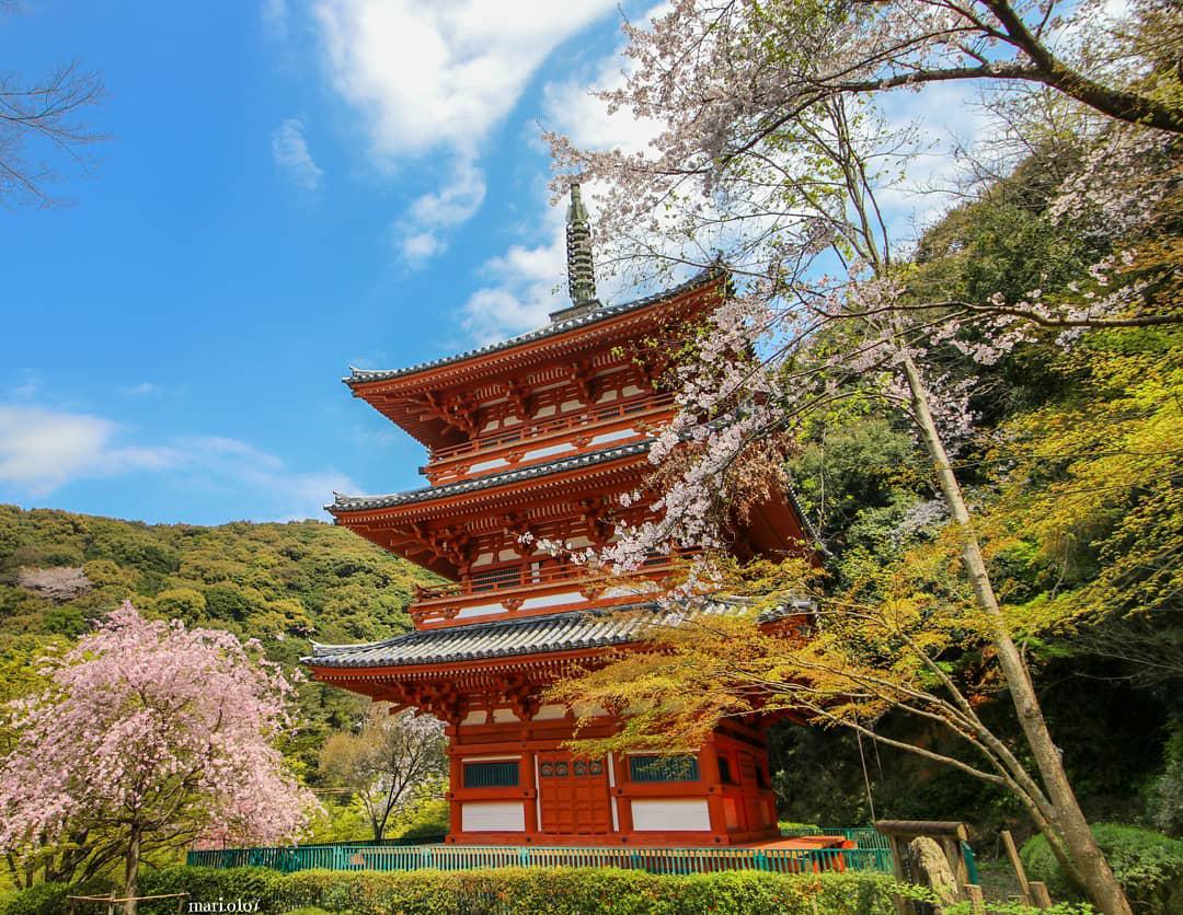 在那樱花盛开的地方，三山清水寺  春节之后我们一家人来到日本，第一站来到了京都，京都也有一个清水寺，