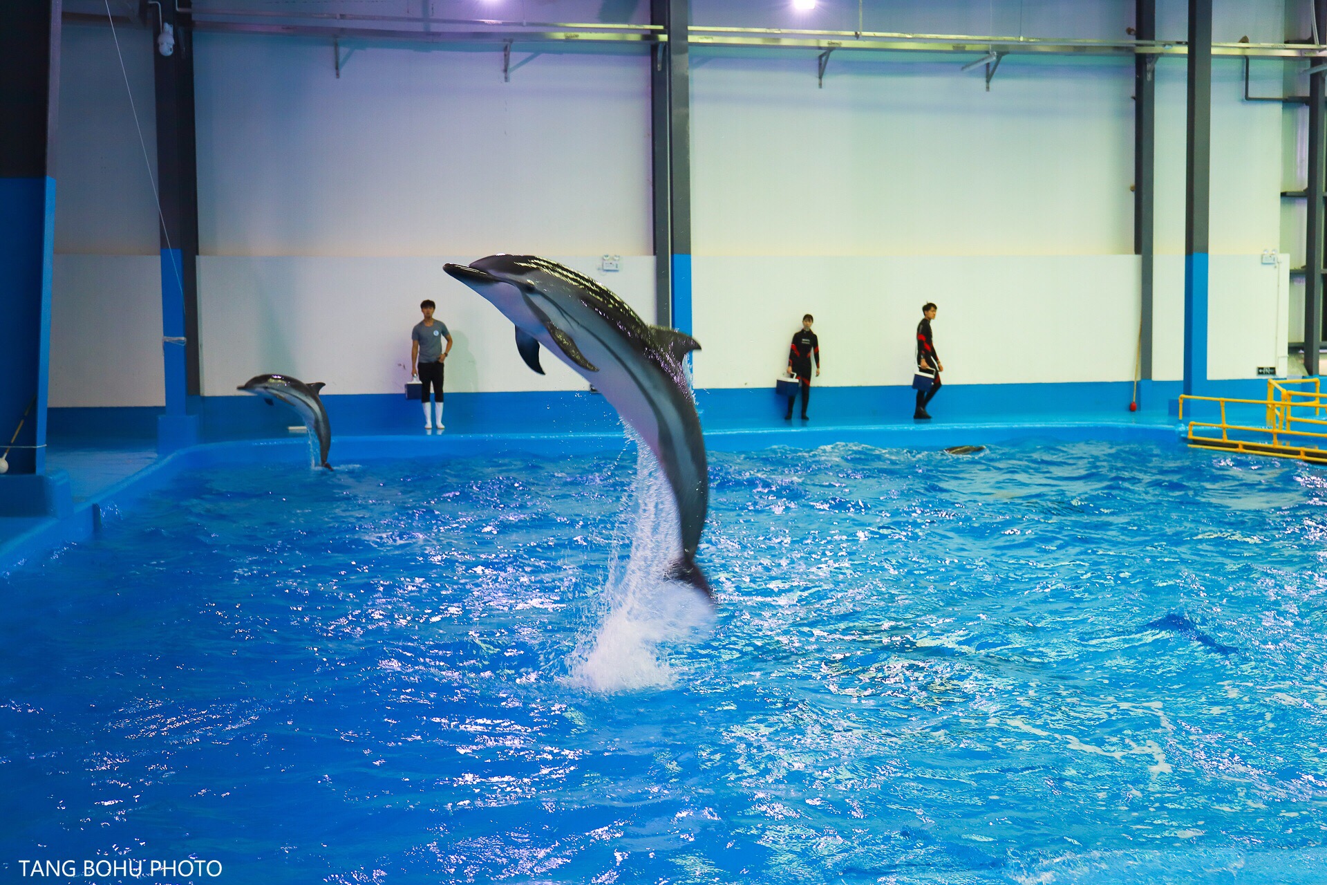 打卡云南昆明抚仙湖欢乐大世界 今天是儿童节，在云南想要看海豚就来抚仙湖欢乐大世界吧，近距离的海豚零距