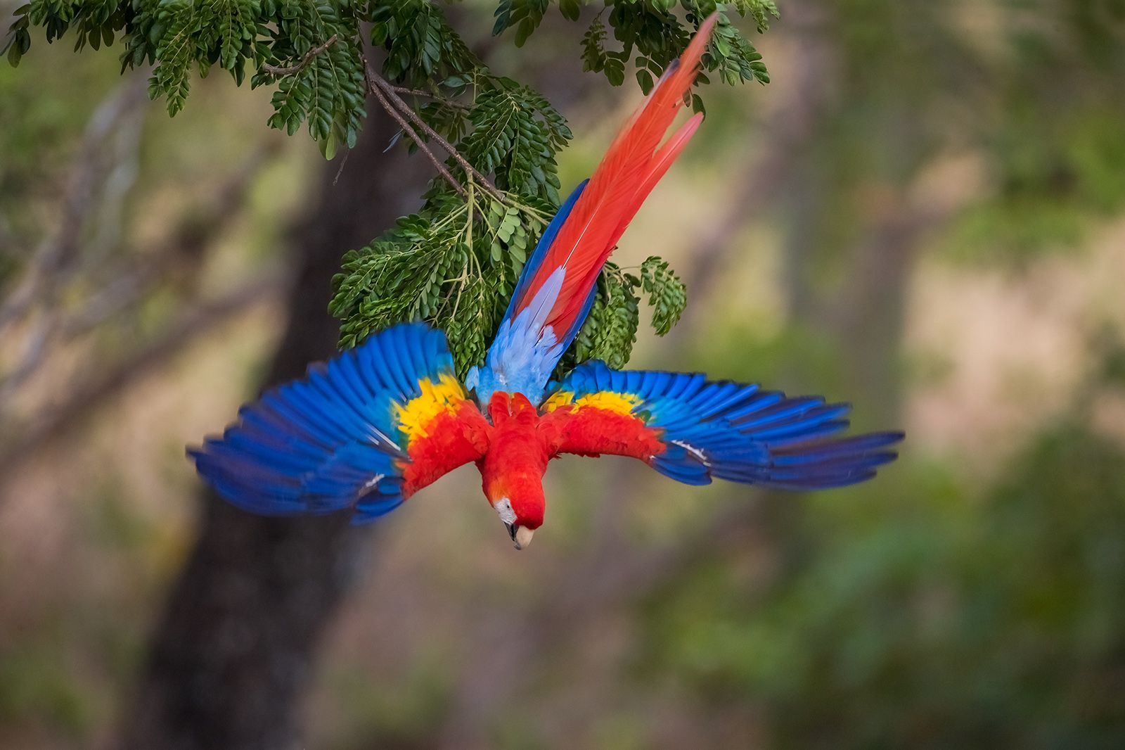 大金刚鹦鹉是哥斯达黎加的明星鸟，亮丽的羽毛，大个子大嗓门，飞行时动静很大。