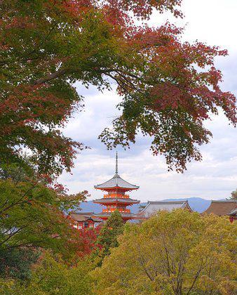 秋风吹过，枫叶红了清水寺  日本京都真的非常适合闲适的旅行需求，无论是天气还是景色，尤其秋季下的清水