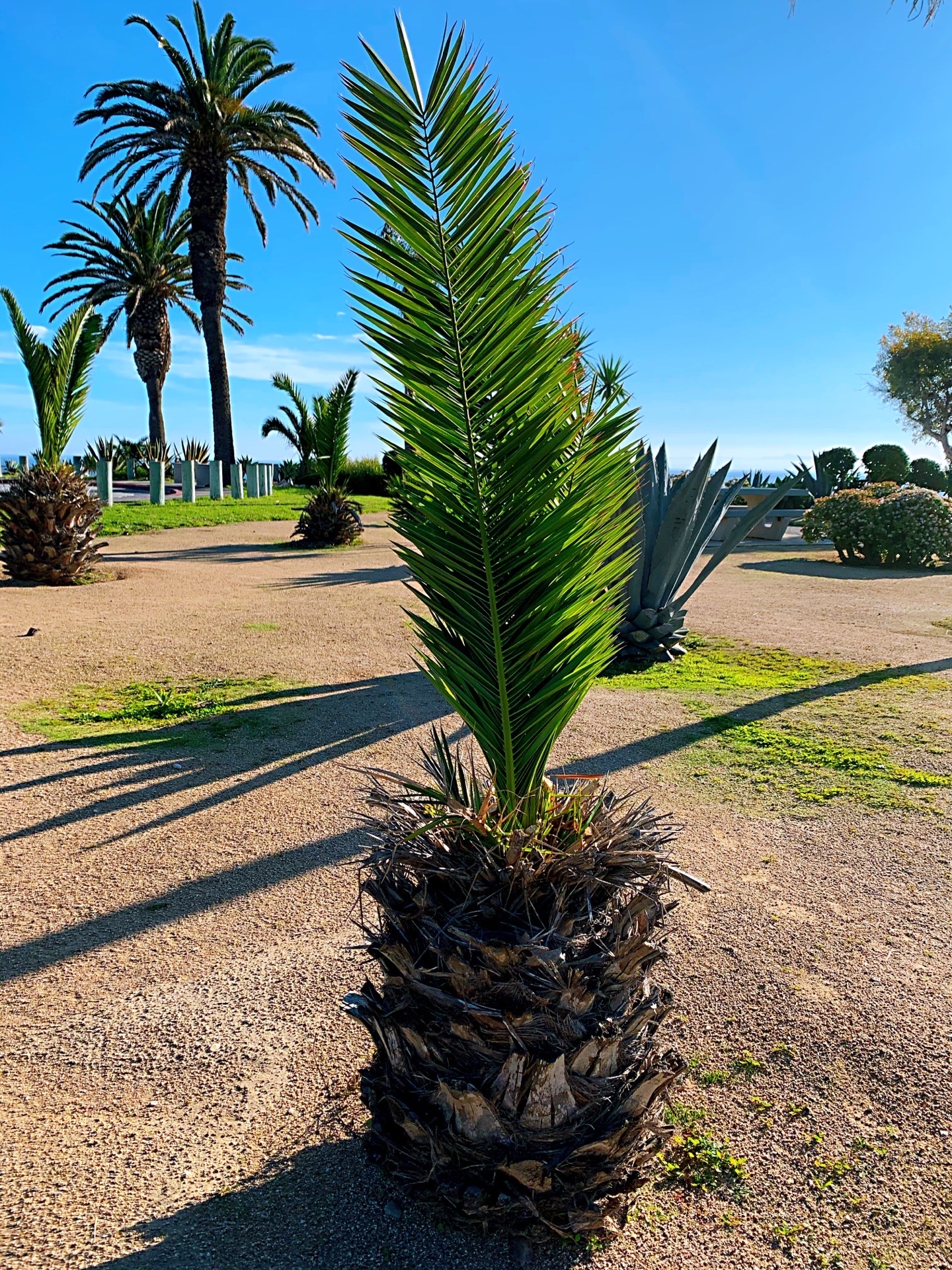 White Point Park 位于洛杉矶长滩附近，交通便利，风景不错，海水特别清澈，有大量的寄居