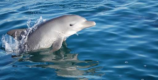 #能登观光推荐 #海豚 #海Orgel #海とオルゴール   能登七尾湾的海豚巡航体验—「海＆Org
