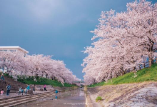 佐保川景点图片
