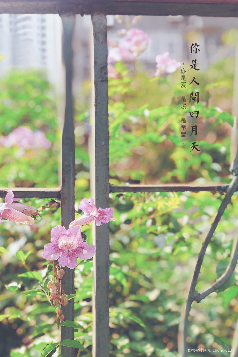 我说你是人间的四月天;