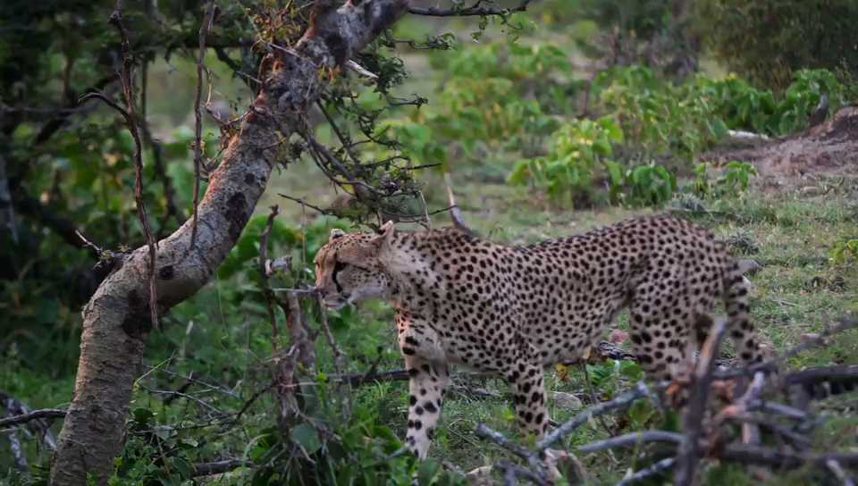 奥肯耶的猎豹妈妈，带着4只未成年小猎豹。小猎豹胃口很大，猎豹妈妈独自养活4只小猎豹很不容易。不仅要合