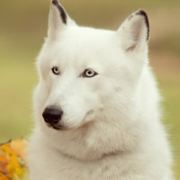 戴得眼镜多噶豬兜兜