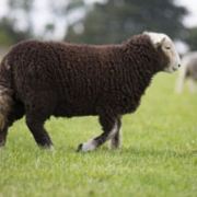 王大吉被人抢走了