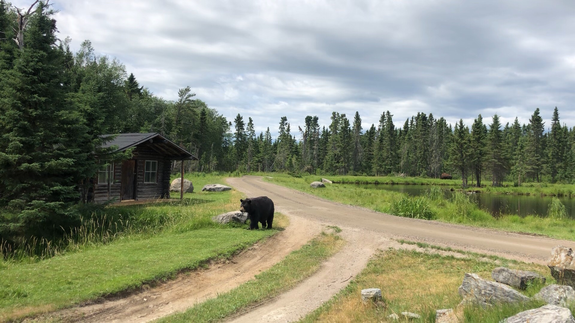 #黑熊就在我们眼前# 加拿大魁北克省萨格奈 - Saint Felicien 圣斐里奇安动物保护区