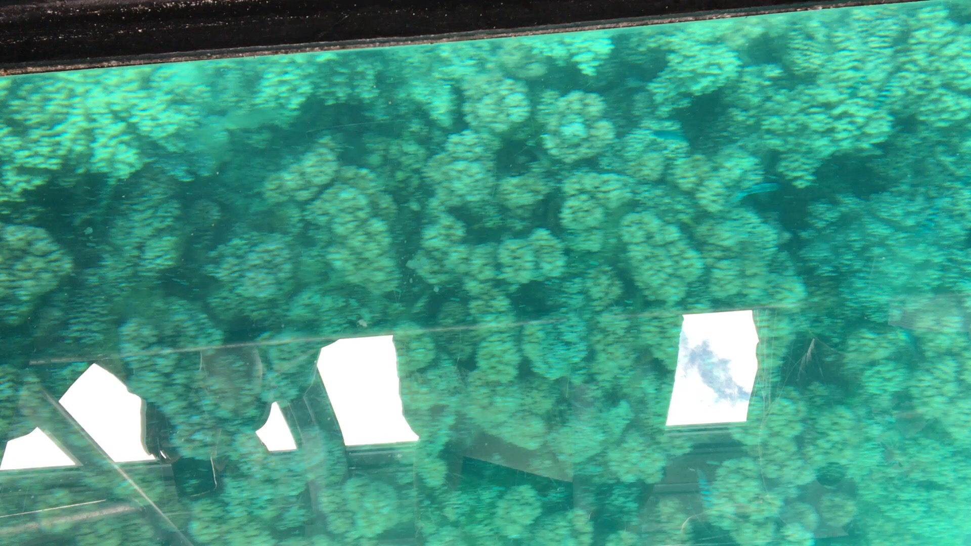 大堡礁绿岛坐玻璃船看珊瑚礁