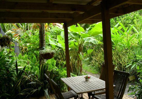 喜欢热带植物和饮食的必经之地  这个夏天和老婆来到美丽的库克群岛上的拉罗汤加岛度假。这里的植物花园里