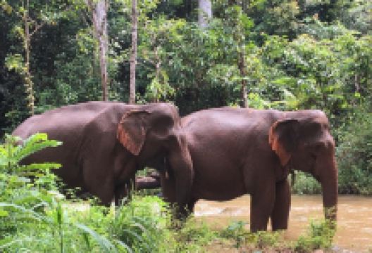 大象村景点图片