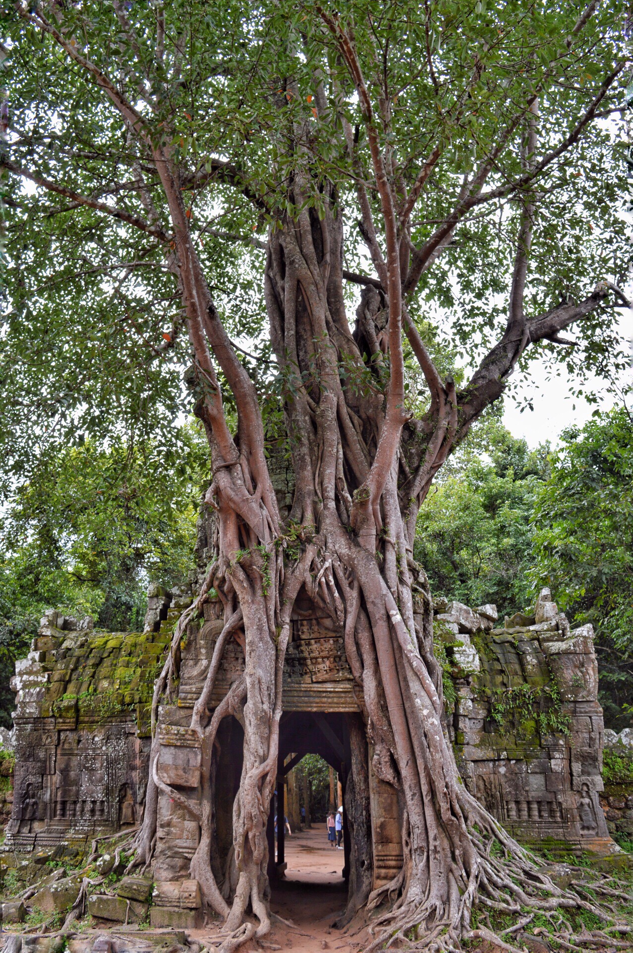 塔逊寺，东塔门是整座寺庙的点睛之处，整座门被一个大树的根系完全覆盖，寺门与树融为一体，与门后的四面佛