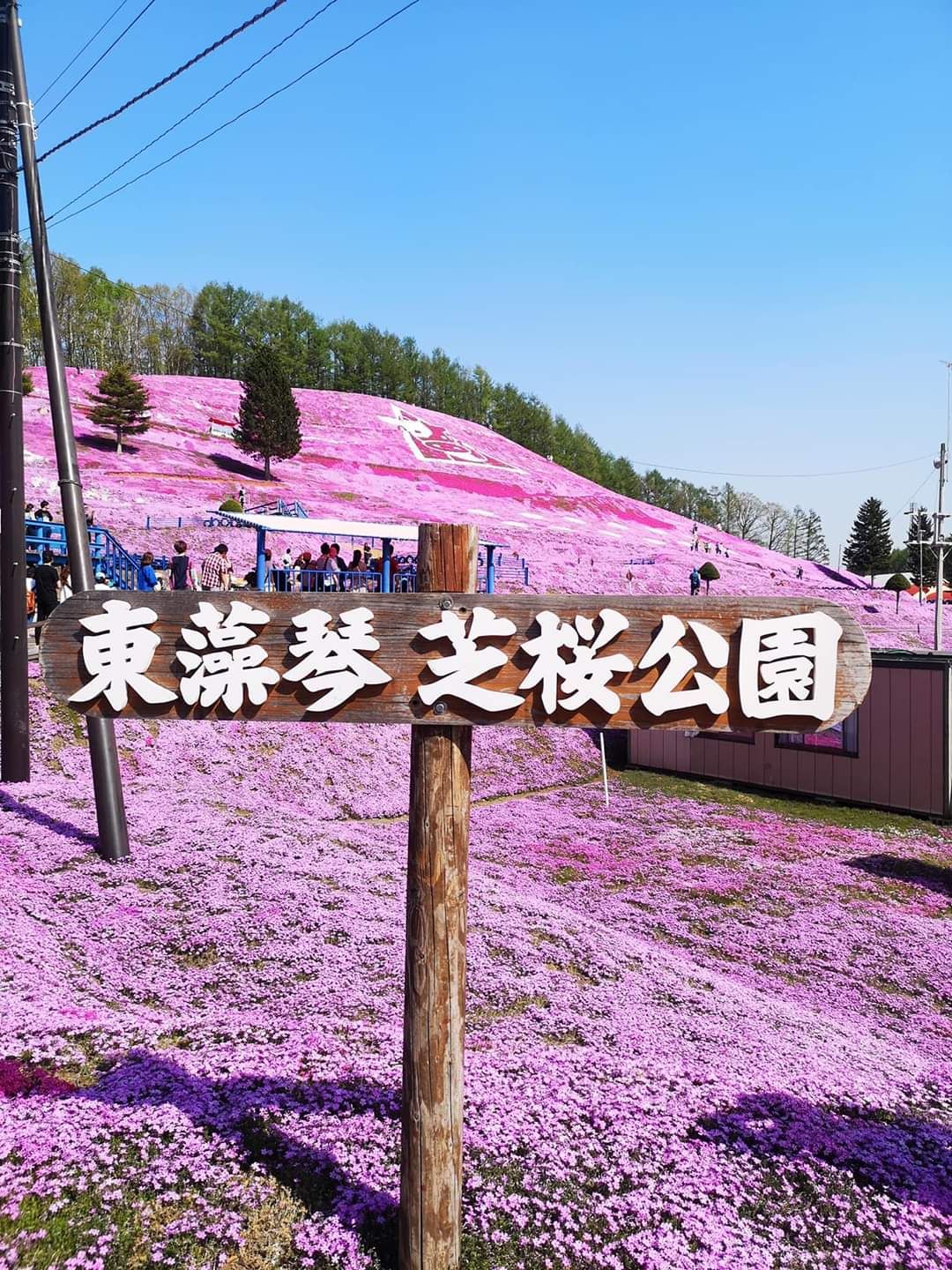 【日本北海道满山尽是粉红“地毯”，浪漫至极💓】  🌸冬日的北海道，雪景治愈而动人，夏日的北海道，更是