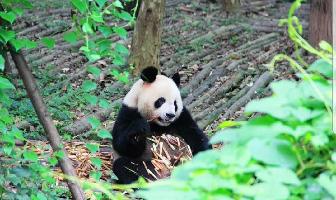 成都熊猫基地重新开门，跟着这份攻略去看大熊猫吧！  🐼全世界只有2400只左右的大熊猫，这里有着10