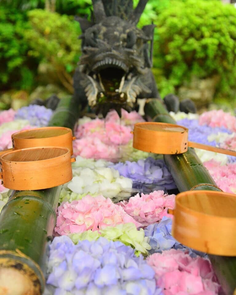 「京都 · 柳谷観音・楊谷寺（ようこくじ）」  柳谷観音紫陽花  京都紫阳花的赏花名所、「柳谷観音・