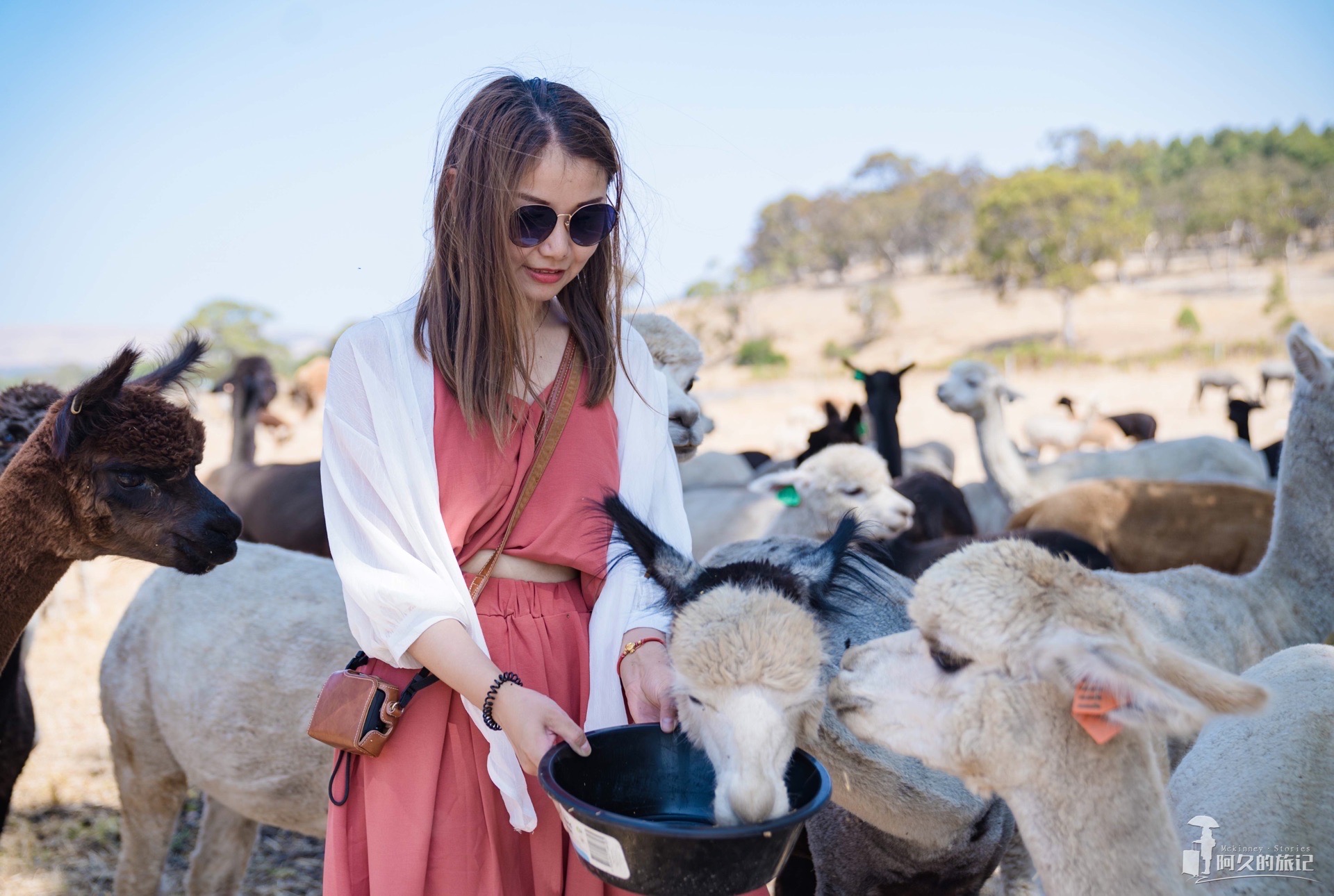 在索夫特羊驼农场，与萌宠们亲密接触
在去南澳大利亚之前，就有朋友跟我推荐说一定要去菲尔半岛的索夫特羊