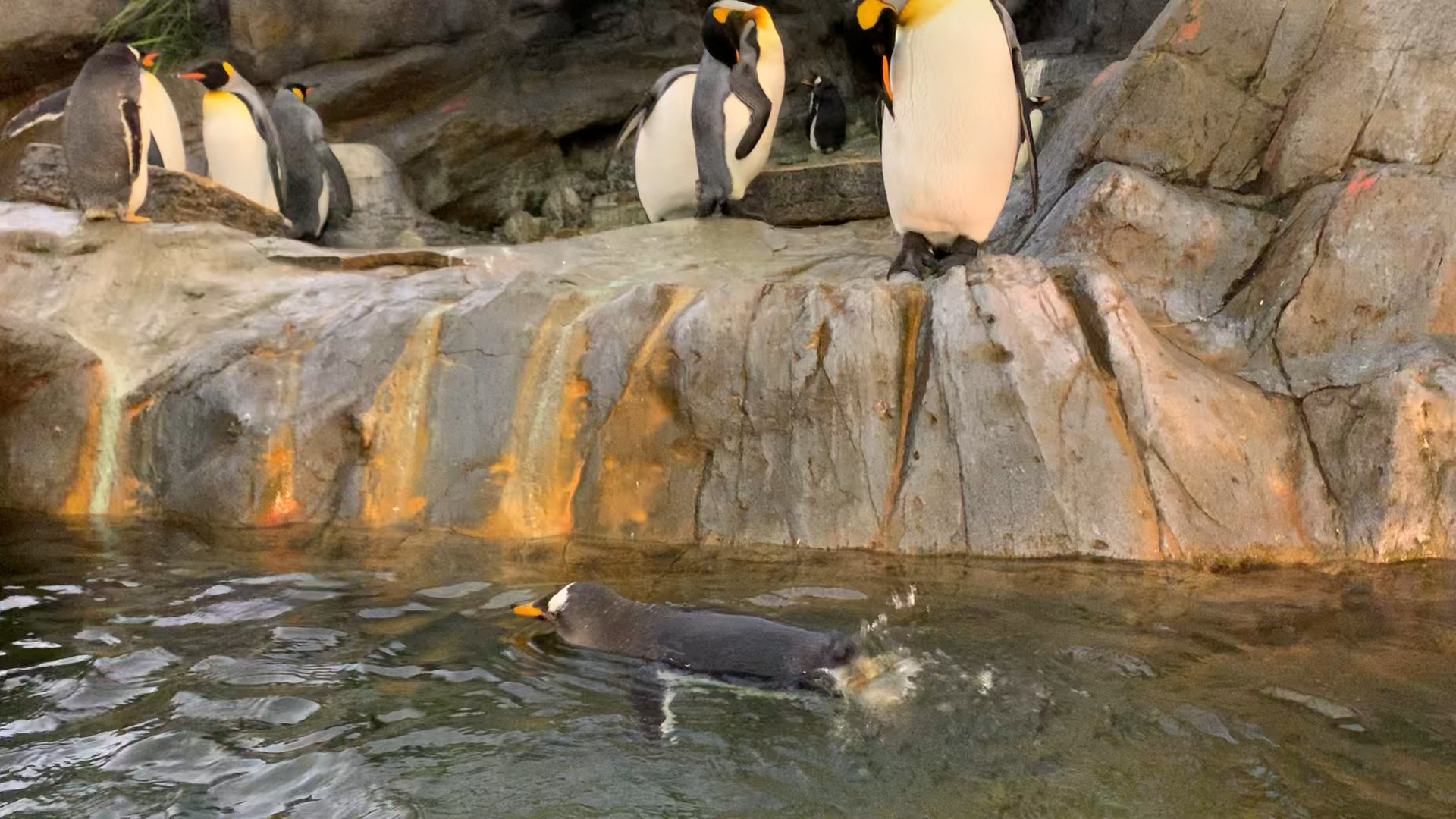 2020202圣路易斯动物园。首先看到的是企鹅。企鹅在水中自由游玩，很可爱。圣路易斯的动物园一直是免