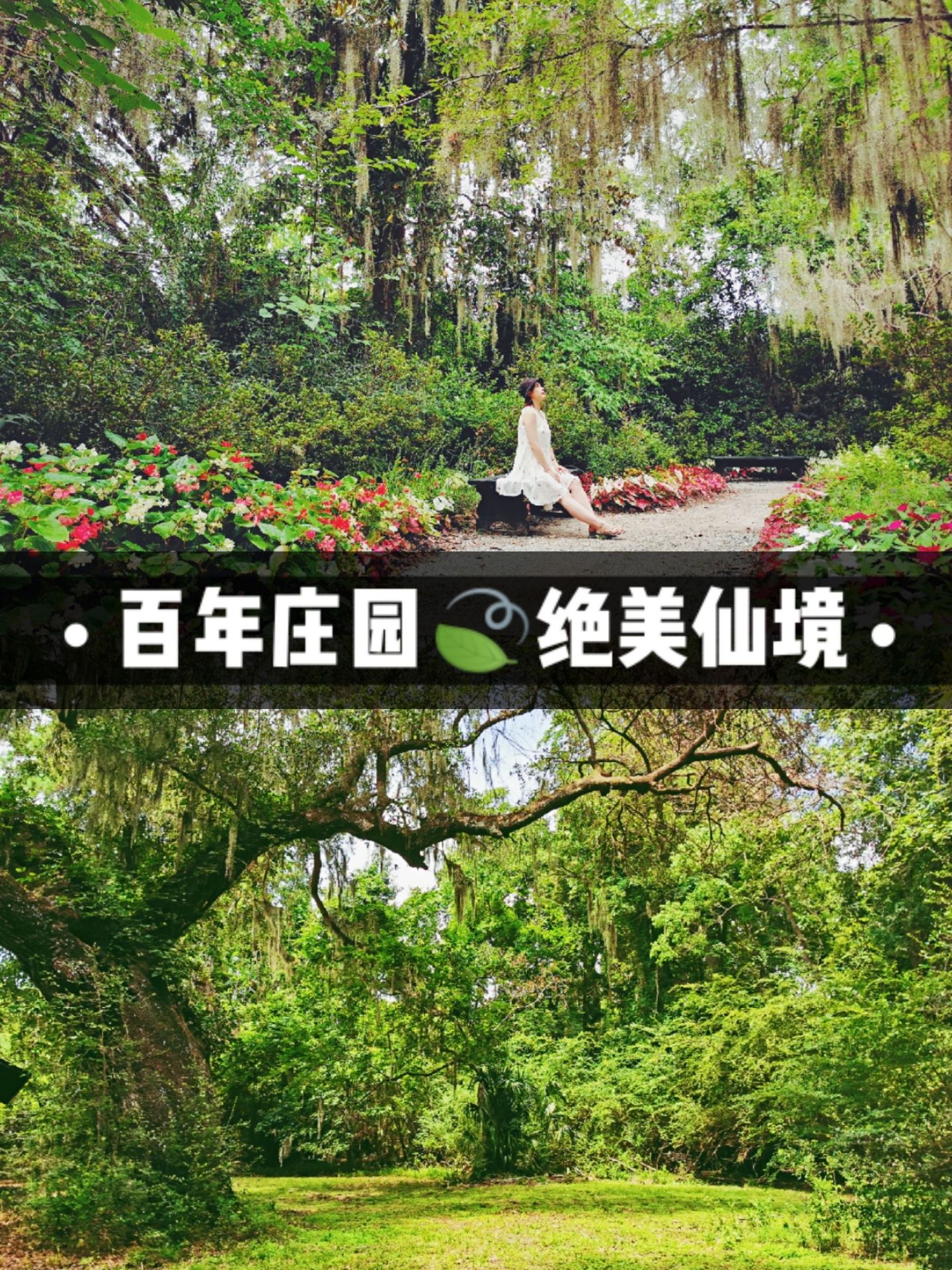 【此生必去小众仙境🌿 美国木兰庄园】  很多旅游攻略会把木兰庄园（Magnolia Plantati