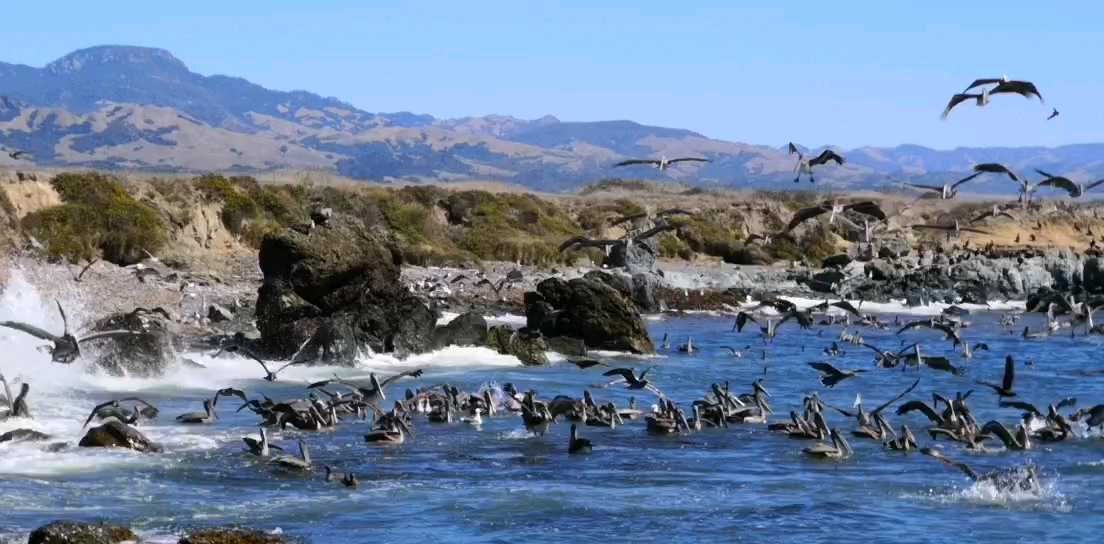 pelican paradise — 鹈鹕天堂  圣西蒙州立公园是加利福尼亚州立公园系统中最早的公园